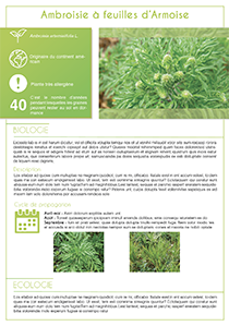 trame plante site 1
