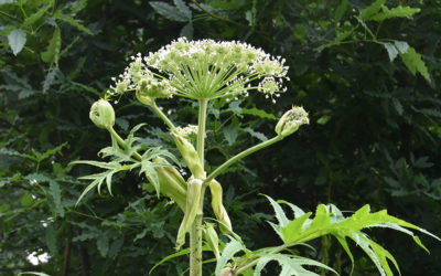 The invasive plant Persian hogweed Heracleum persicum