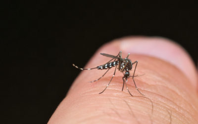 Tiger mosquito (Aedes albopictus) ready for bite human skin