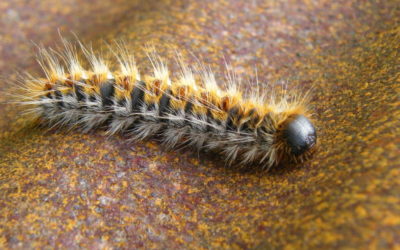 chenille