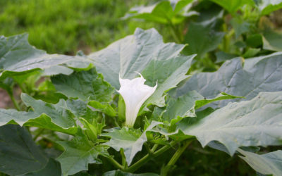 plante stramoine,datura stramonium
plante toxique,sauvage,