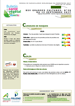 bsv grandes cultures 2