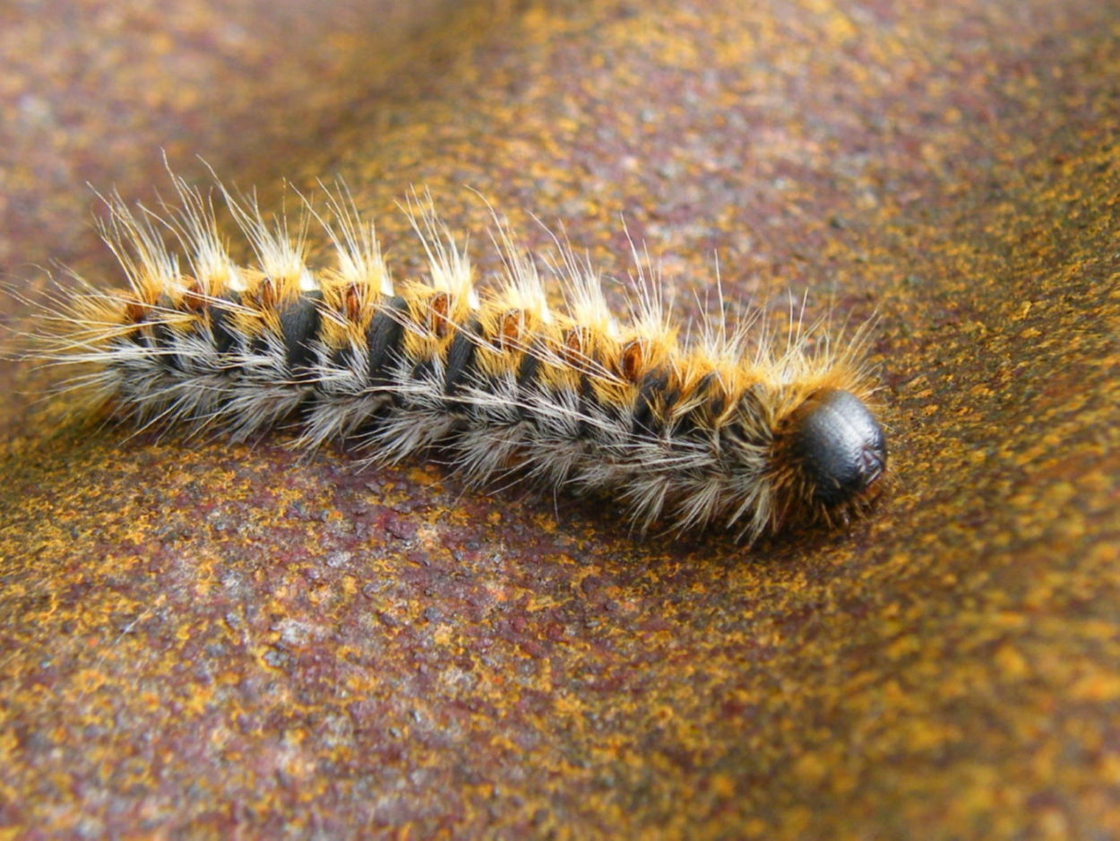 chenille