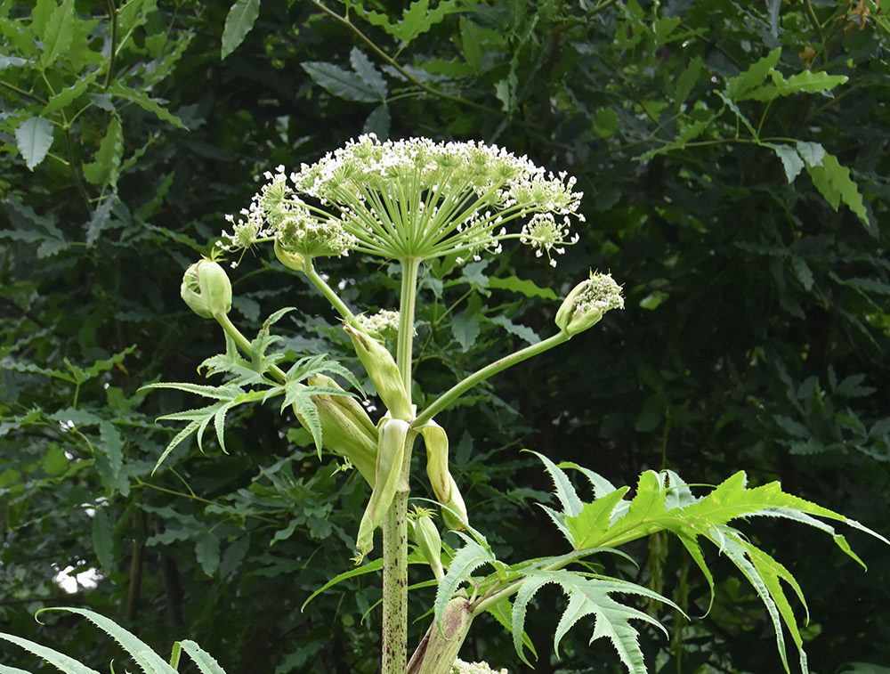 The invasive plant Persian hogweed Heracleum persicum