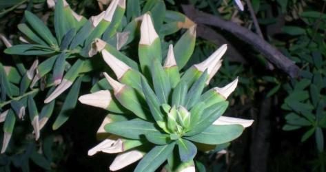 xylella_cestquoi