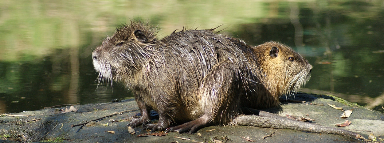 Nouveau : vous pouvez déclarer des observations de RAE