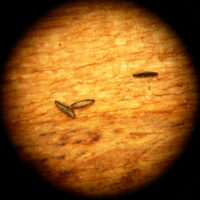 Aedes_albopictus_oeufs_Küchenkraut