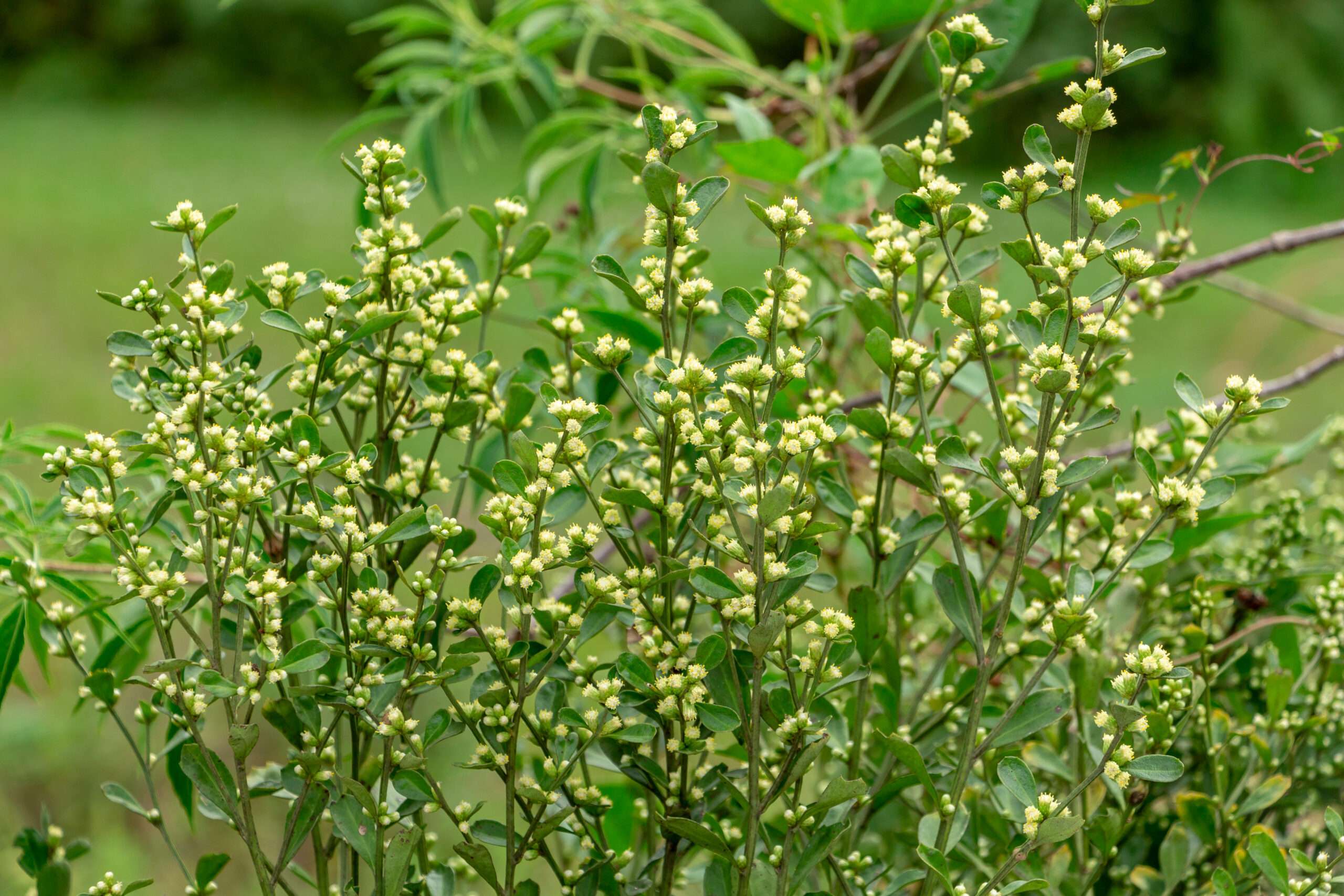 Qu’est-ce que le Séneçon en arbre ?