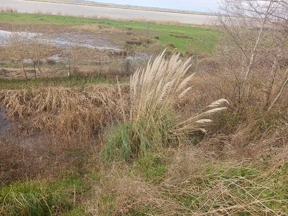 Quels sont les risques liés à l’Herbe de la pampa ?