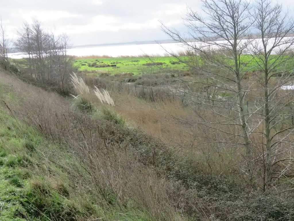 Alignement de touffes d’herbe de la pampa le long d’un talus dominant le marais.