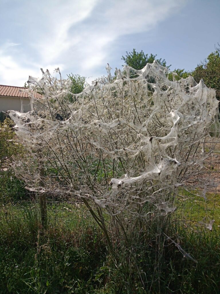 hyponomeute sur vigne toiles blanches soyeuses hyponomeute sur vigne formant une toiles blanches soyeuses