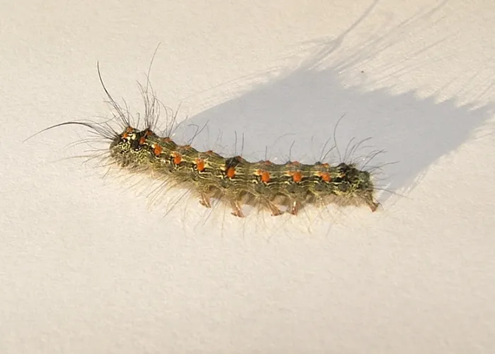 Qui est Lithosia quadra, la lithosie quadrille?