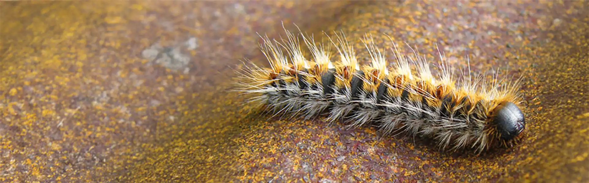 S’inscrire à la lutte collective chenille processionnaire du pin en Pays de la Loire