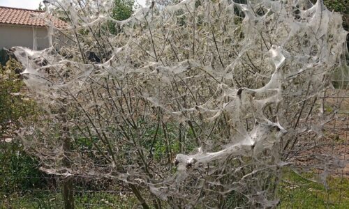 hyponomeute sur vigne formant une toiles blanches soyeuses