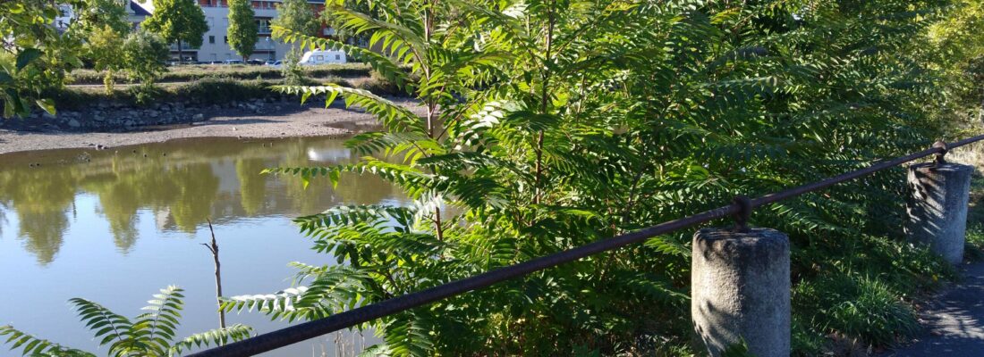 ailanthe_laval_polleniz_banniere Vue d'une rivière en loire atlantique bordé par des Ailante glanduleux (Ailanthus altissima) ou faux-vernis du Japon