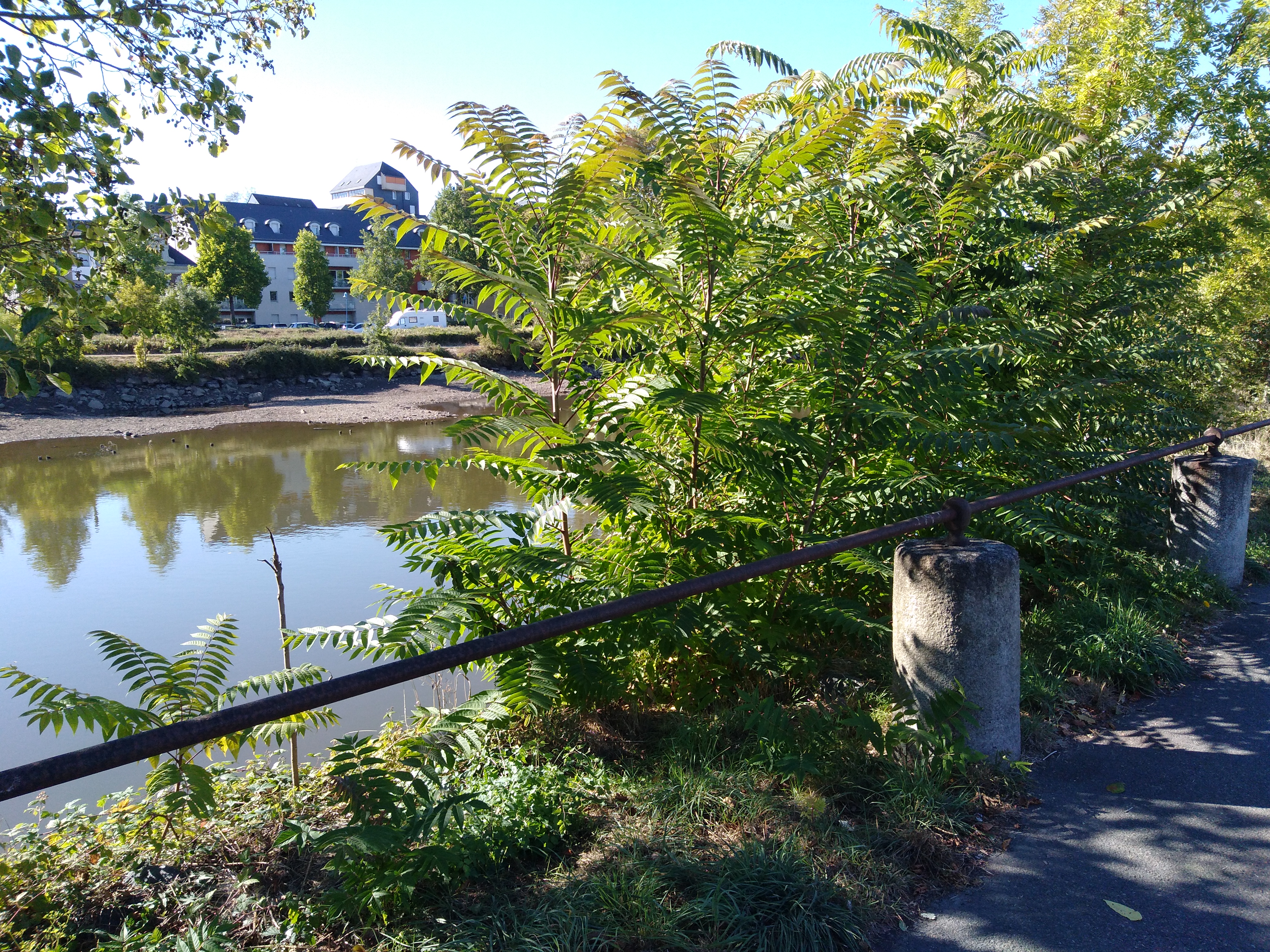Vue d'une rivière en loire atlantique bordé par des Ailante glanduleux (Ailanthus altissima) ou faux-vernis du Japon