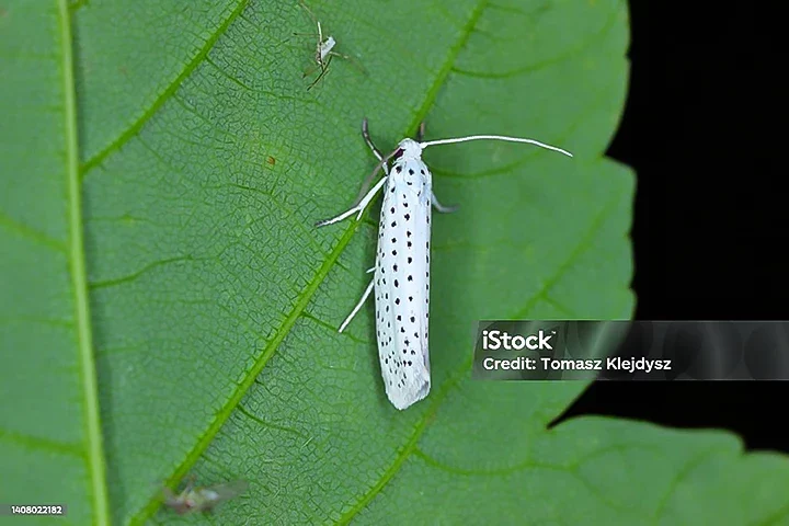photo hyponomeutes papillon blanc sur feuille verte