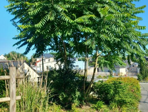 soulevement_enrobe_ailanthe_polleniz Photo lumineuse dans une ville de Loire-Atlantique d'un Ailanthus altissima qui soulève l'enrobé