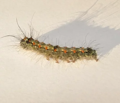 photo d'une chenille Lithosie Quadrille sur fond blanc