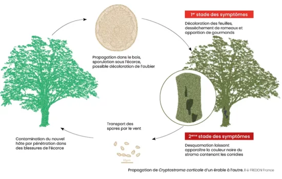 Infographie des symptômes et de la propagation de la maladie de la suie de l'érable Cryptostroma corticale