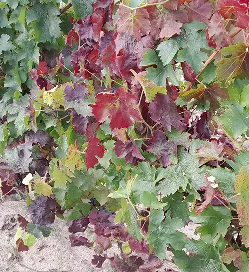 Vue d'une plante portant des feuilles rougeâtres symptômes de la flavescence dorée