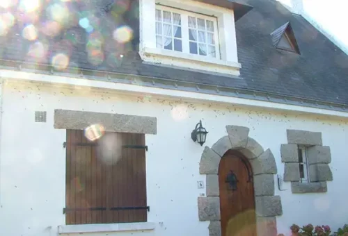 Pullulation de chenille Lithosie quadrille sur une habitation