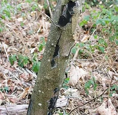 Vue d'un arbre en forêt atteint de la maladie de la suie, Cryptostroma corticale