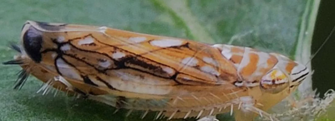 Photo d'un Scaphoideus Titanus adulte posé sur une feuille verte