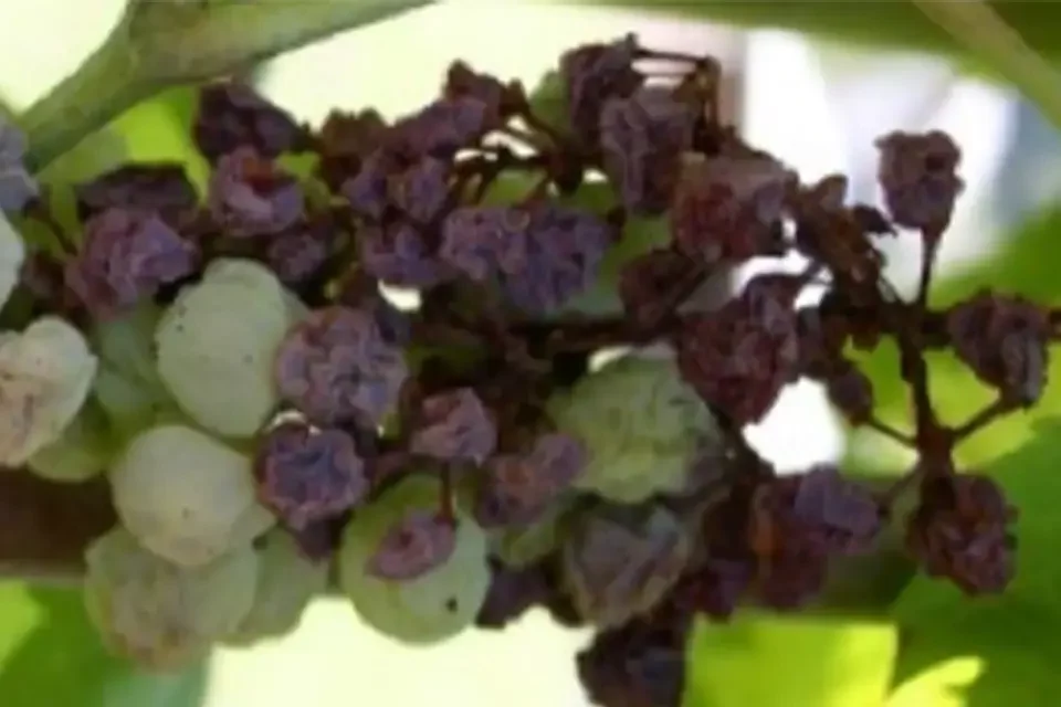 vue d'un dépérissement de raisins sur ceps de vignes suite à contamination flavescence dorée