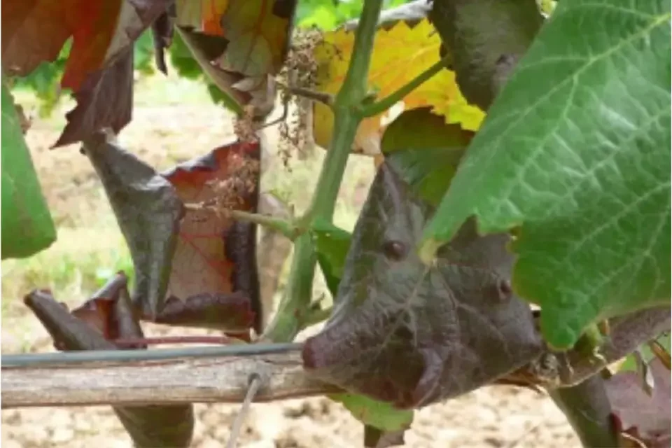 Vu d'un dessèchement de feuilles de vignes teintées rouges, jaunes et vertes suite à flavescence dorée