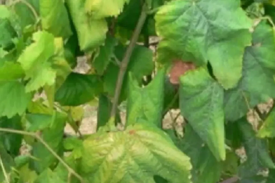 Photo d'un non aoutement de feuilles vertes de vignes en Pays de la Loire