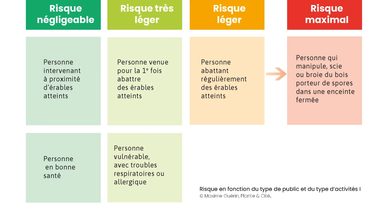 Infographie présentant les risques de la cryptostroma corticale , maladie de la suie de l'érable selon l'individu