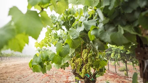 vue panoramique d'un ceps de vignes en Pays de la Loire