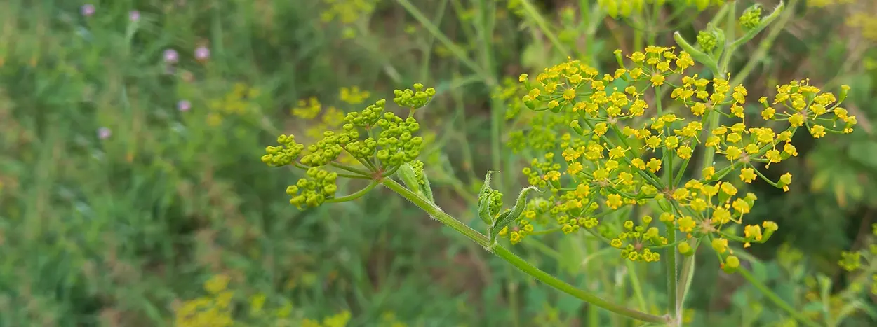 Webinaire 21/11 – Le panais brûlant : une plante à surveiller !