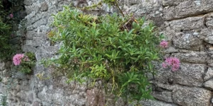 fleur qui pousse sur les pavés des remparts de Guérande