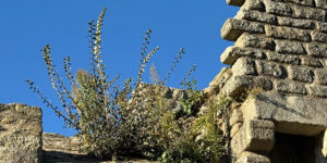 végétal qui pousse en haut des remparts de Guérande