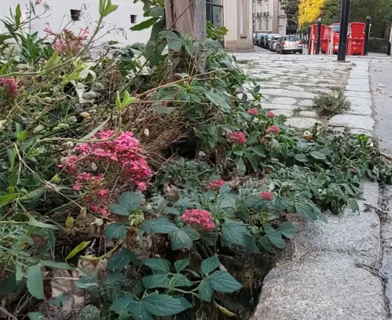 vue de flore spontanée au pied d'un arbre dans les rues de Nantes