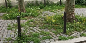 vu de flore spontanée qui poussent sur les pavés autour d'arbre en zone urbaine