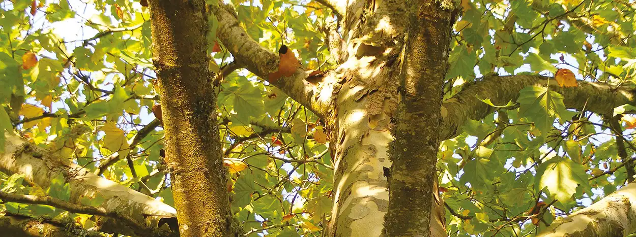 Chancre coloré du platane  :