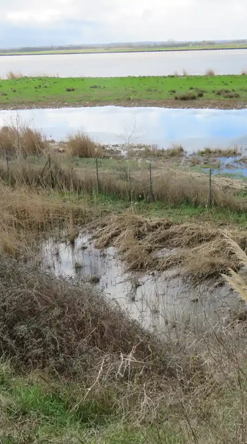 Vue d’ensemble d’un marais avec nappe d’eau et roseaux, herbe de la pampa au premier plan à droite.