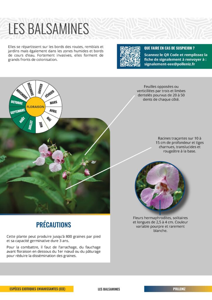 Fiche Balsmnines EEE fiche descriptive de la Balsamines Lutte EEE