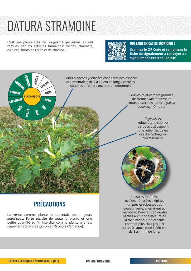 Fiche Datura Stramoine EEE fiche descriptive de la Datura Stramoine Lutte EEE