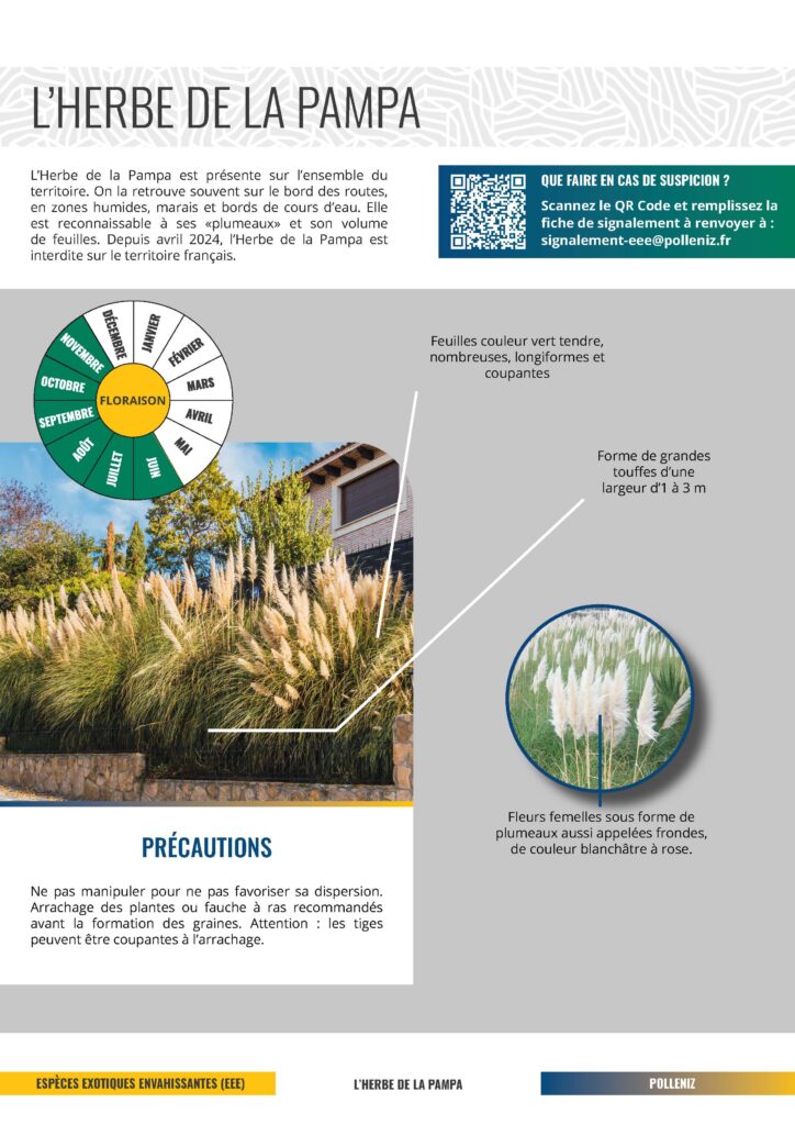 Fiche Herbe de la Pampa EEE fiche descriptive sur l'Herbe de la Pampa pour la lutte EEE