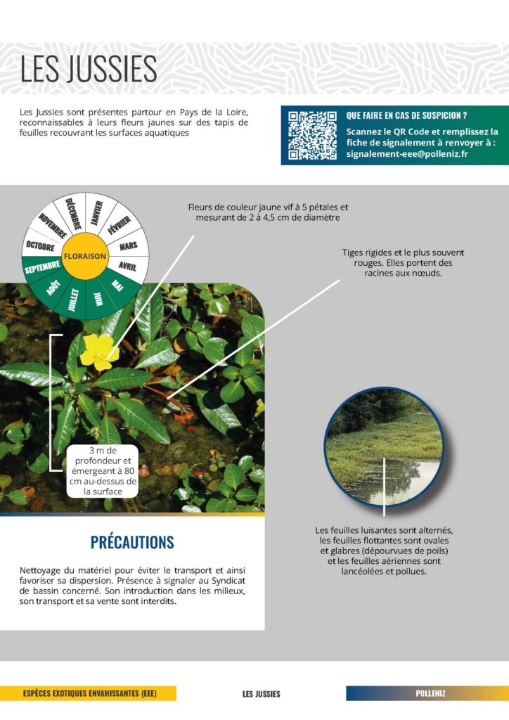 Fiche Les Jussies EEE fiche descriptive sur les Jussies pour la lutte EEE