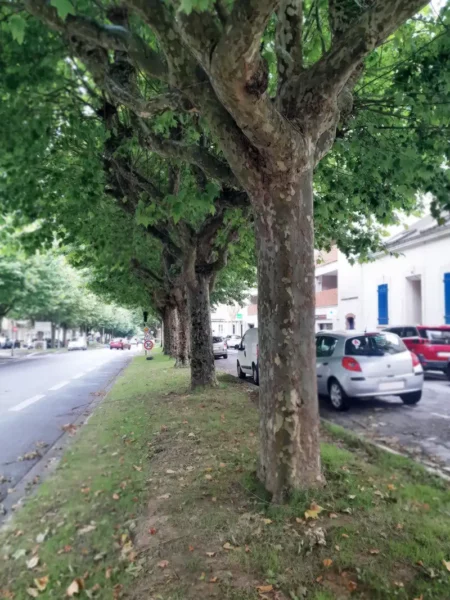 Vu de plusieurs platanes infectés par le Chancre coloré dans la rue