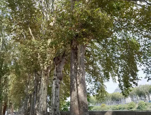 Vu d'un aligenement de Platane dans la Ville d'Angers