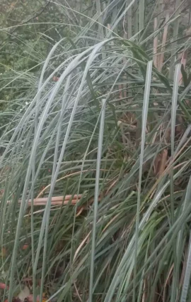 feuilles de l'herbe de la pampa