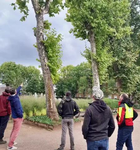 Vue de plusieurs individus fixant et montrant un platane infecté par le chancre coloré
