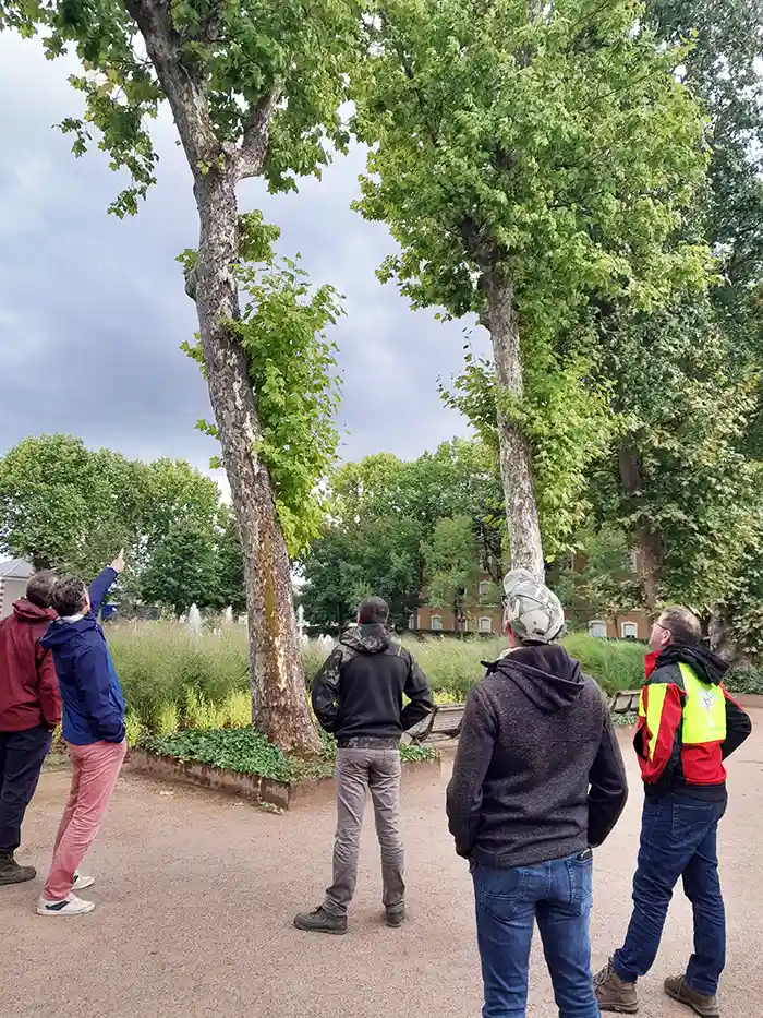 Le chancre coloré du platane : Polleniz mobilise son expertise en formation et suivi sanitaire