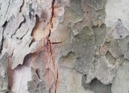 Vu en zoom d'une écorce de platane infecté par le chancre coloré